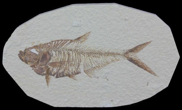Detailed, Diplomystus Fossil Fish - Wyoming #63962